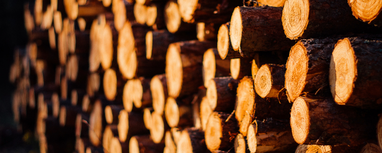 Das beste Holz für Ihre Infrarotkabine